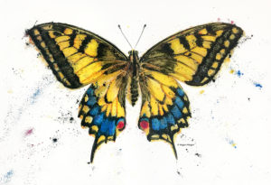Megan Morgan - Yellow-Swallowtail-Butterfly